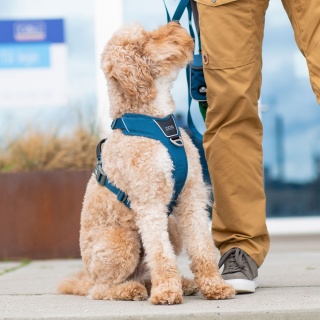 DOG Copenhagen Comfort Walk Pro Harness